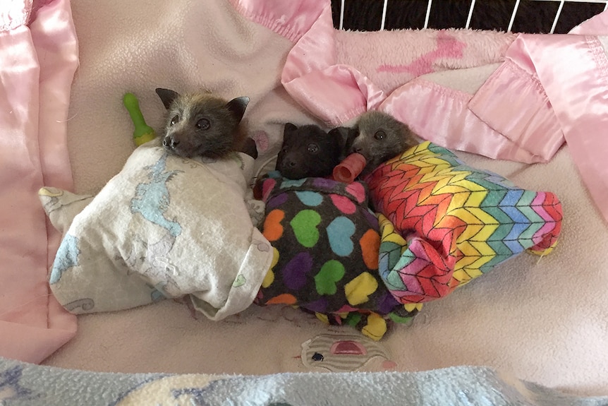 Three bats are wrapped individually in cloth and on a small bed.
