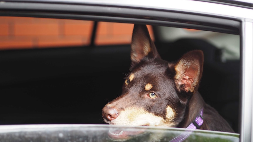 Kelpie Tricky looks out car window