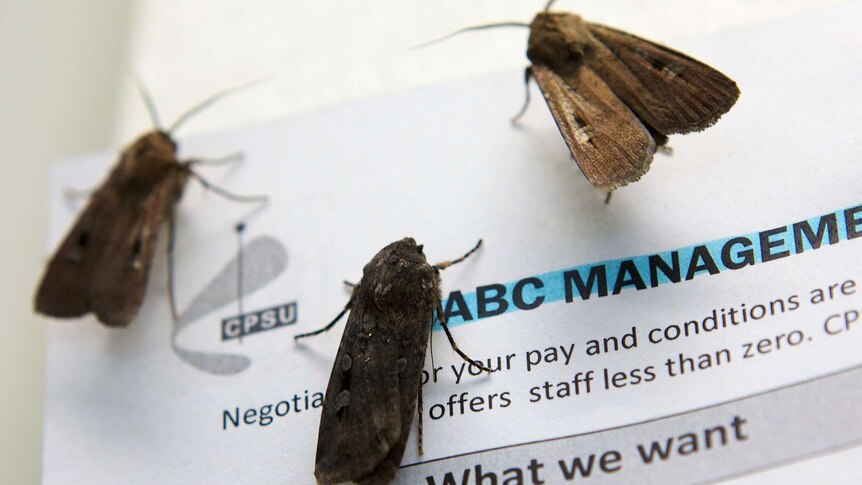 Moths invade Parliament House