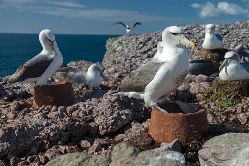 Albatross on artificial nests.