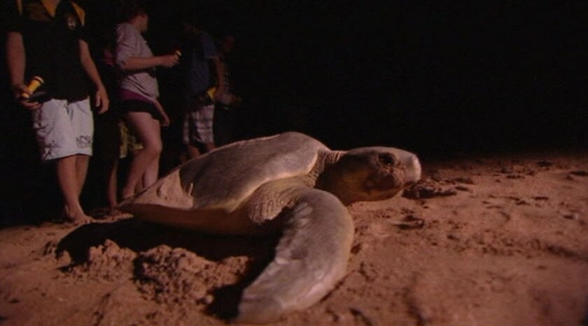 NT marine reserves plan stays on drawing board - ABC News