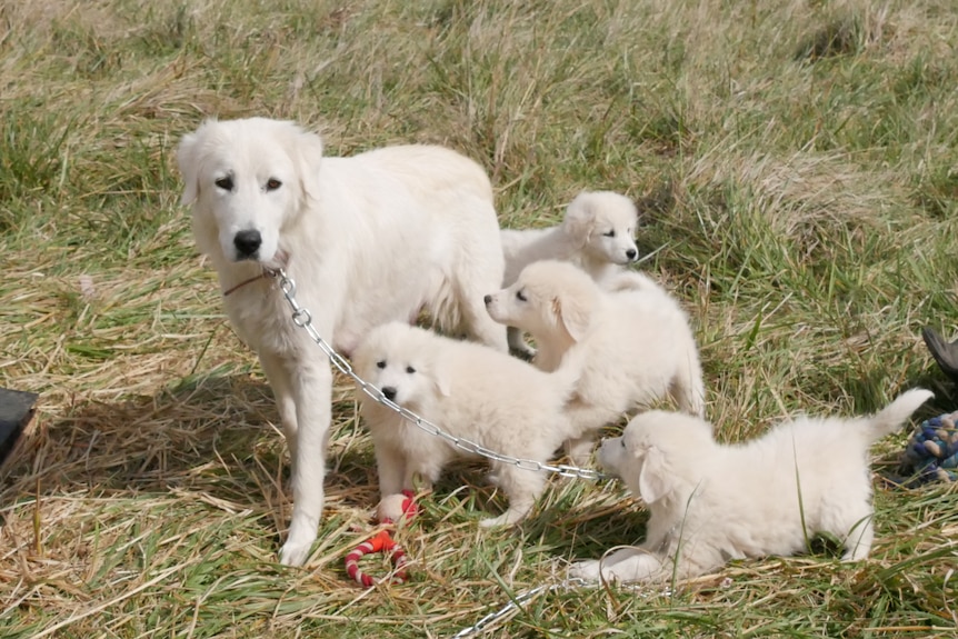 A mother Maremma stands pensively in front of it's pups.