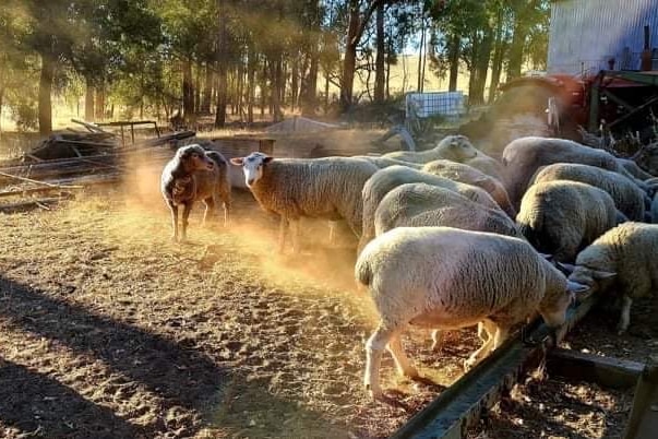 A dog stands in the corner of a small paddock, with several sheep in the top corner