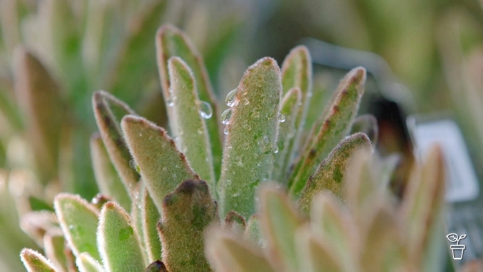 Leaves covered in fine hairs showing water droplets being repelled.