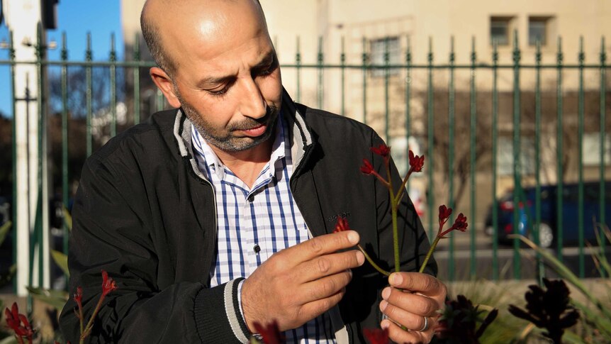 Syrian refugee Nader Hamouch looks at native Australian flowers.