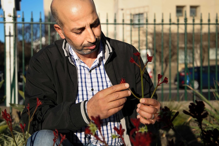 Syrian refugee Nader Hamouch looks at native Australian flowers.