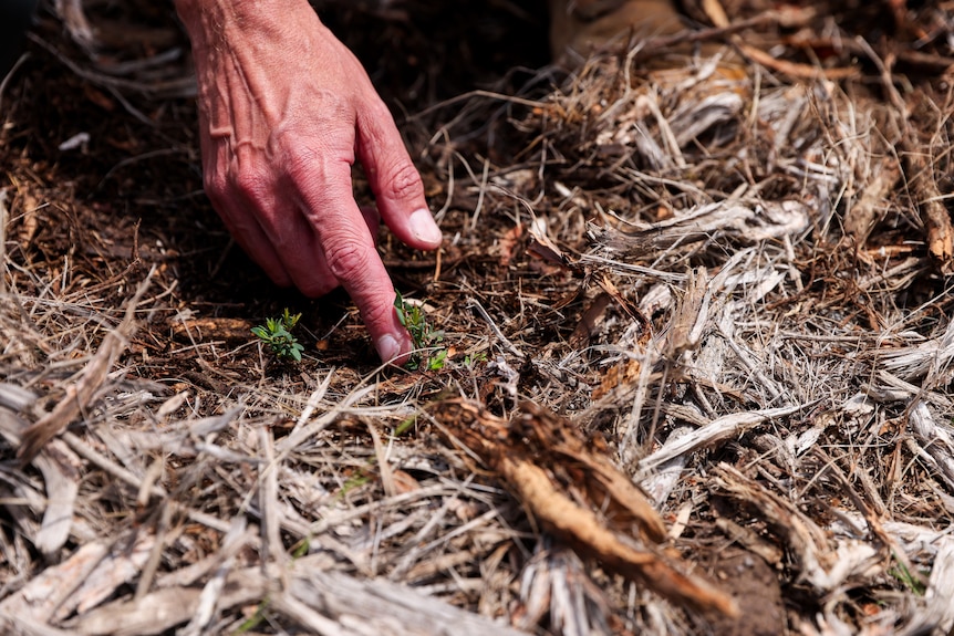 A hand touches a young plant, only about two centimetres tall, hidden among bark and dirt.