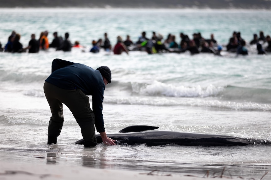 A man in a wetsuit checks on a whale stranded on the beach