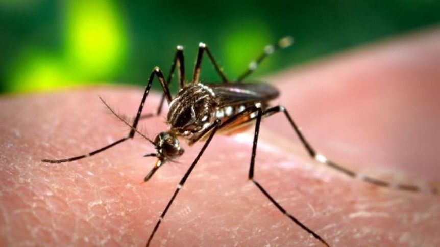 Zika infections in NSW