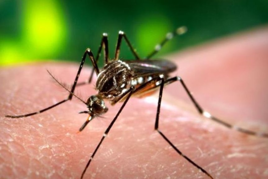 Zika infections in NSW
