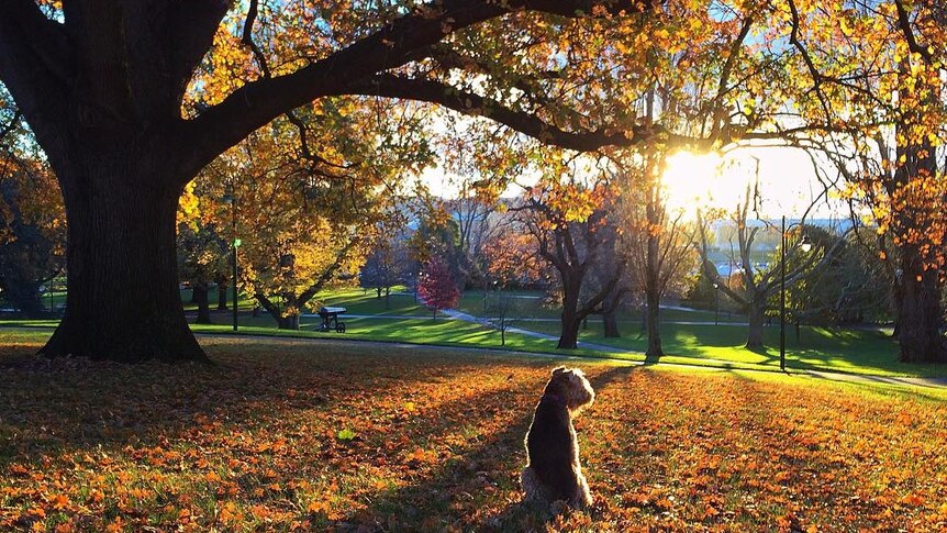 Dog sits in autumn park
