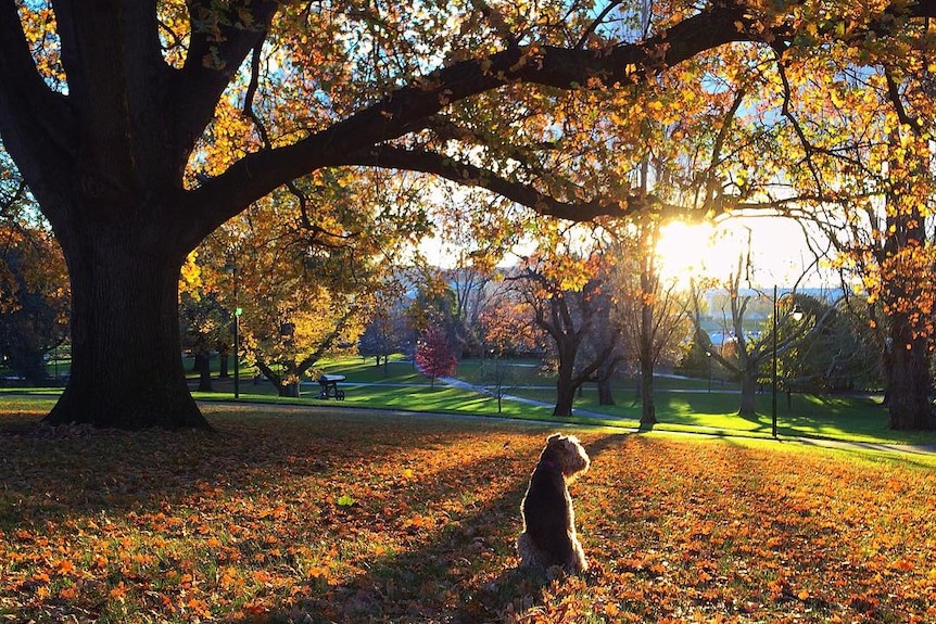 Dog sits in autumn park