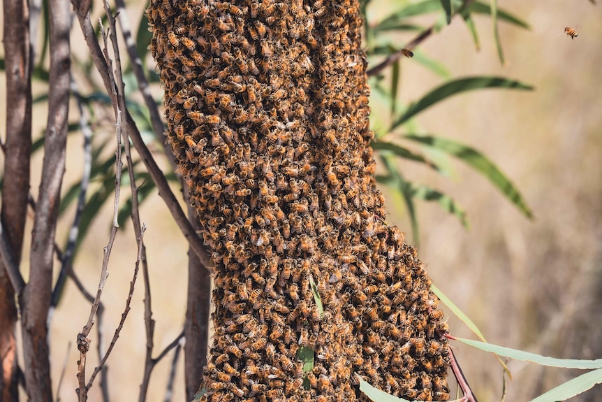 close-up of a swarm of bees