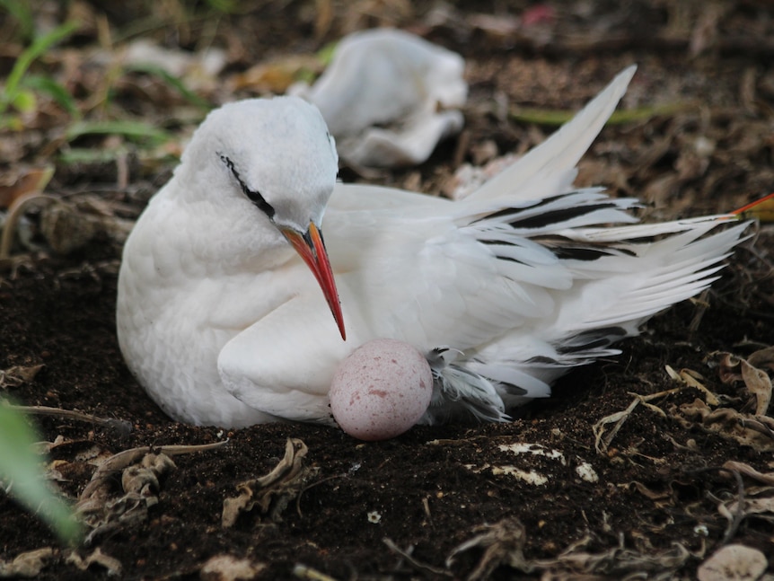 white bird with black eye colouring perches next to a light pink egg on the dirt ground
