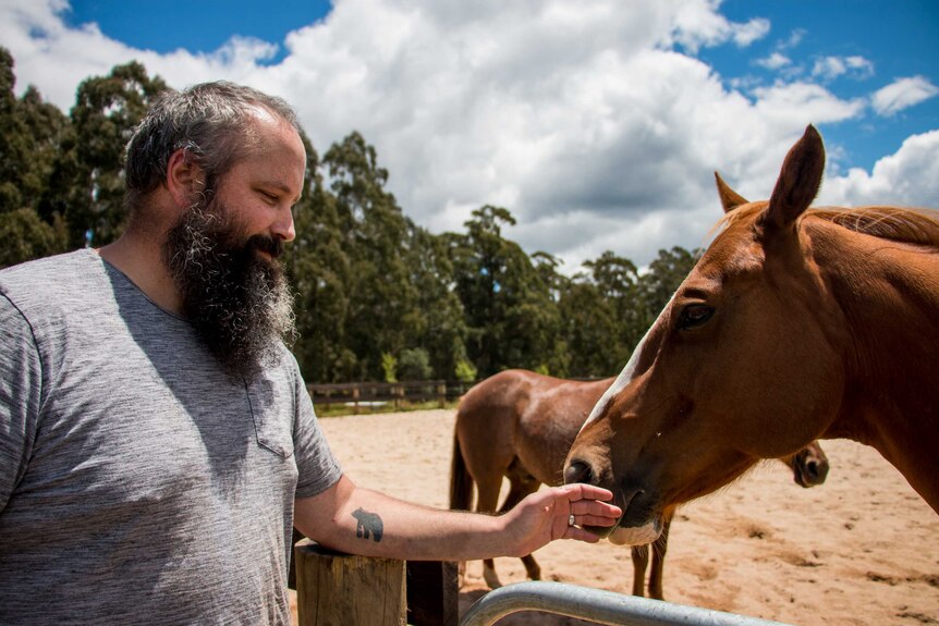 Horses take on role as therapists for war veterans struggling with PTSD ...
