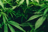 The ACT is set to be the first jurisdiction to allow personal cannabis use.