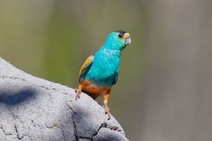 A bright blue bird perced on a mound looks at the camera.