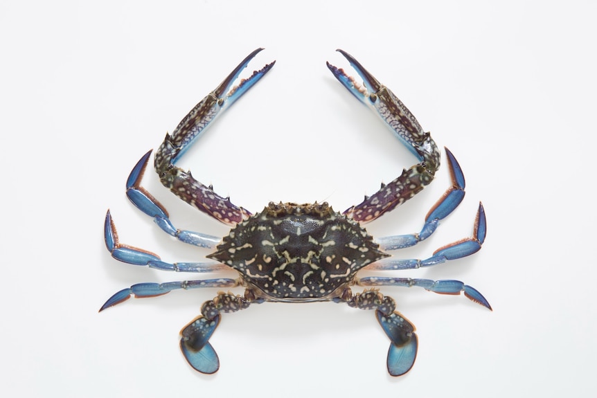 A crab with a mottled body and blue legs and pincers