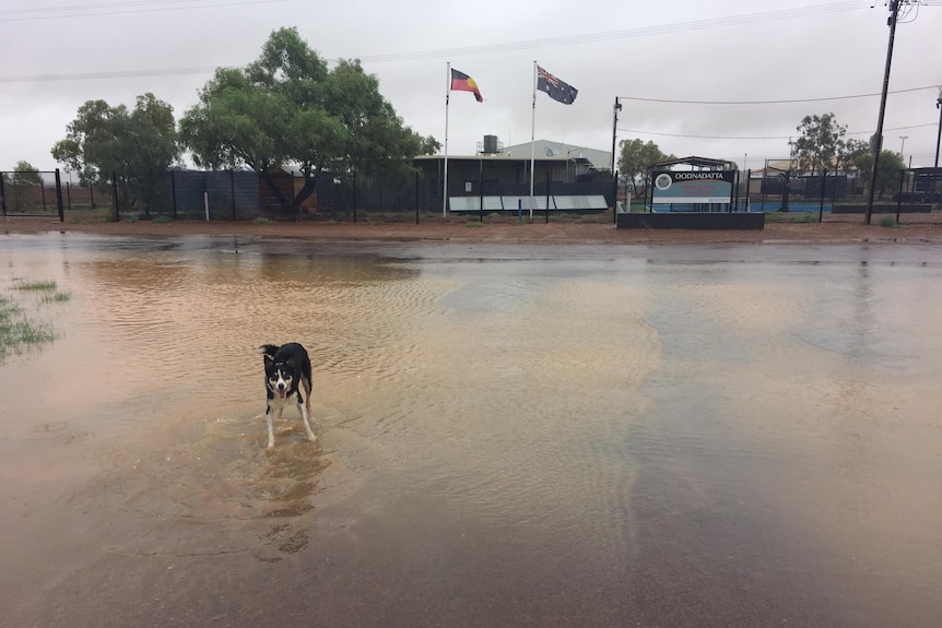 A dog on flooded ground with a low-level building in the background with flags on it. 