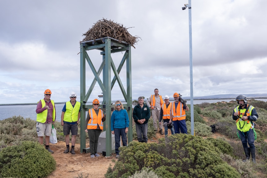 The Friends of Osprey volunteers standing beside the platform after it has been airlifted onto the island. 