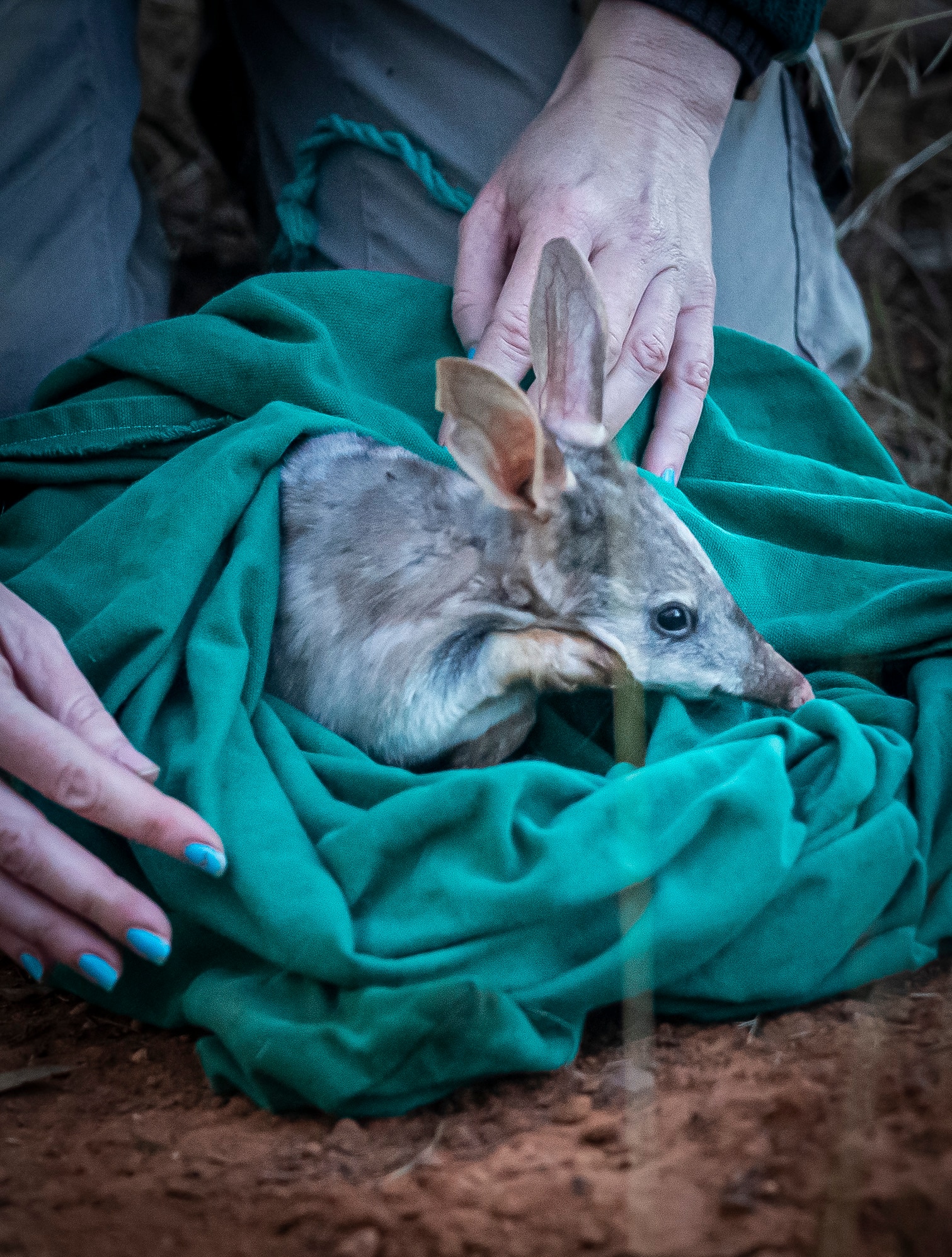A bilby sits in a green bag