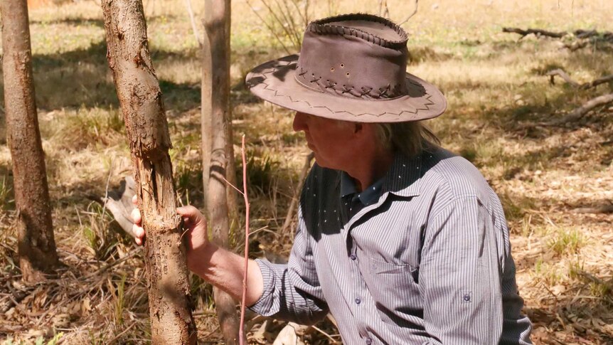 A man in an Akubra-style hat holds the trunk of a small tree with a chunk taken out of it.