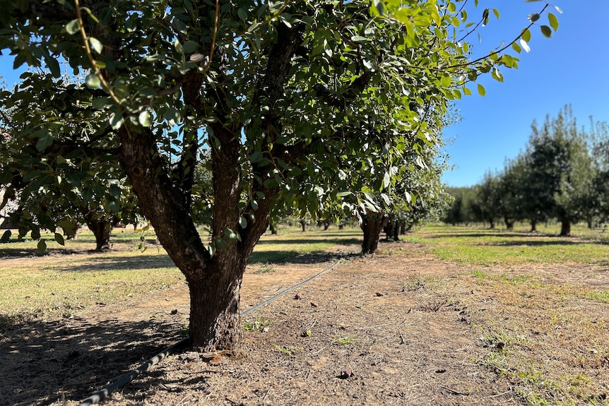 Orchard ground dry from low amounts of water