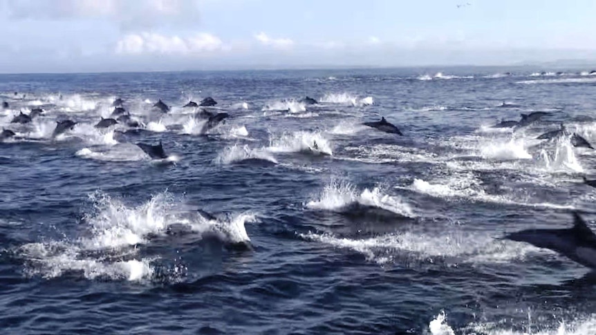 Dolphins flee an orca attack in waters off California.