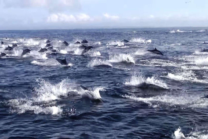 Dolphins flee an orca attack in waters off California.