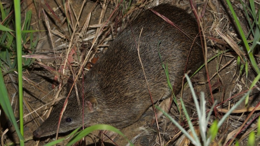 Eastern barred bandicoot