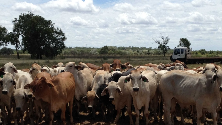 Brahman cattle standing in a paddock with a truck behind them.