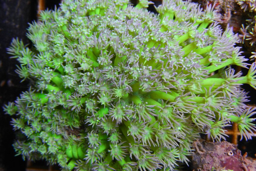 Close up of soft coral