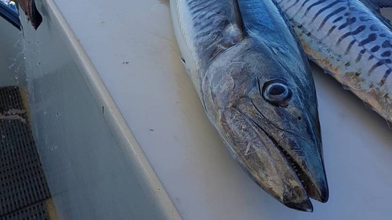 Two whole spanish mackerel and mackerel fillets on a boat at sea