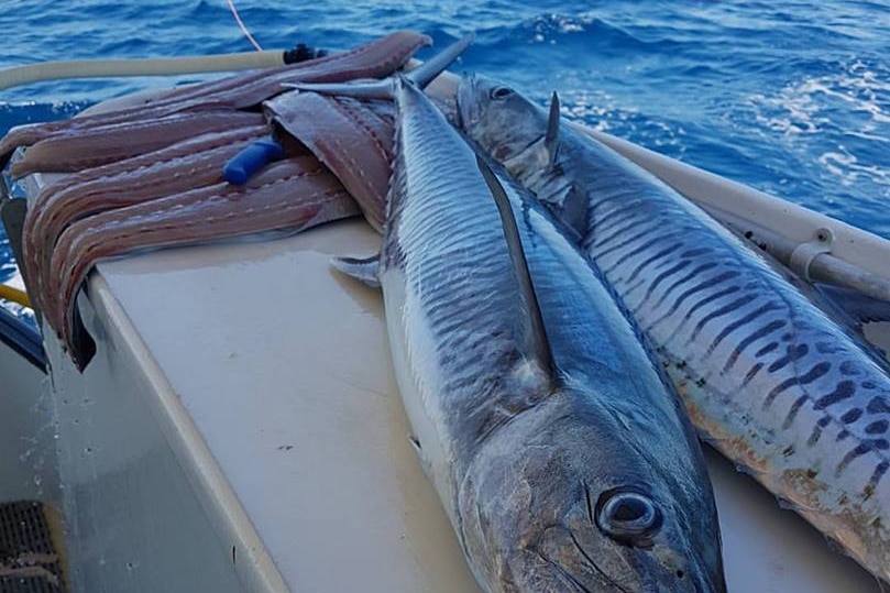 Two whole spanish mackerel and mackerel fillets on a boat at sea