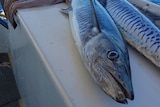 Two whole spanish mackerel and mackerel fillets on a boat at sea