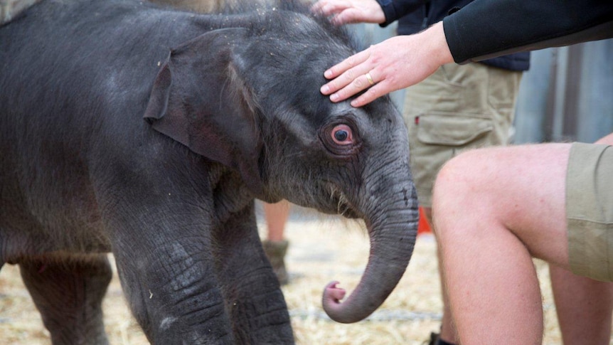 Baby elephant