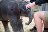 Baby elephant