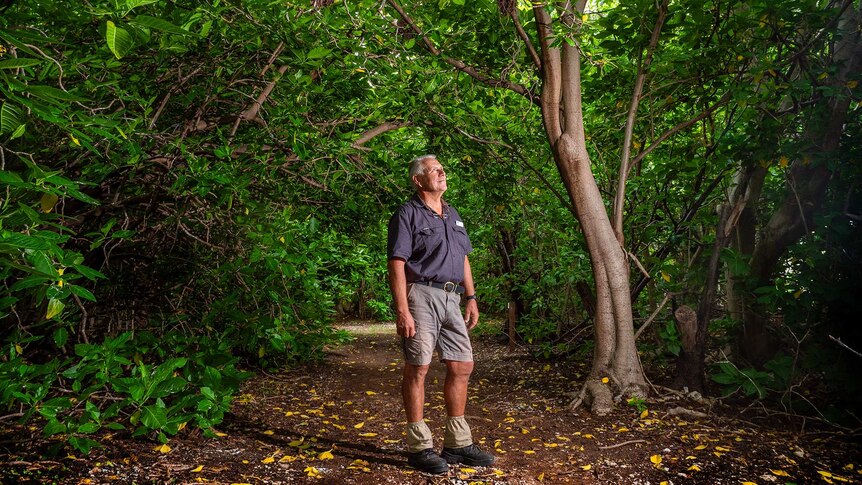 Man stands surrounded by pisonia trees.