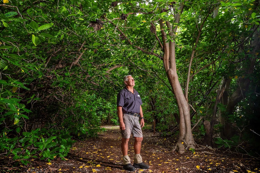 Man stands surrounded by pisonia trees.