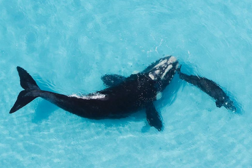 Aerial shot of a mottled southern right whale with calf in aqua water.