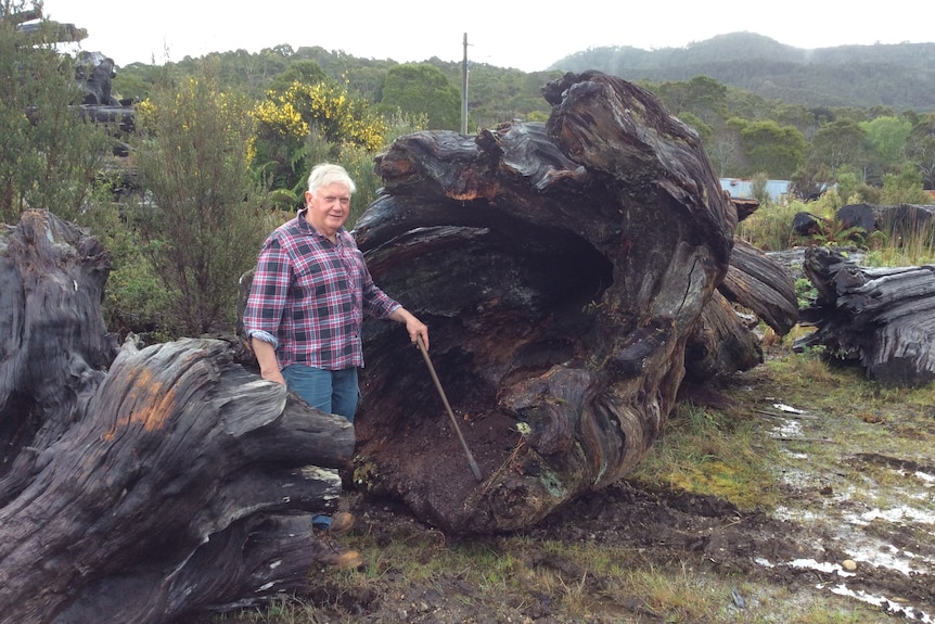 A man with a checked shirt and jeans stands next to a giant felled tree.