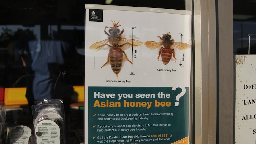 a poster on a shop window showing the differences between a European honey bee and an Asian honey bee
