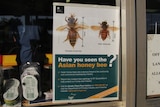 a poster on a shop window showing the differences between a European honey bee and an Asian honey bee