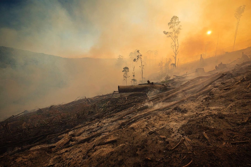 A burnt-out logging coupe, with smoke rising and the sun shining through.