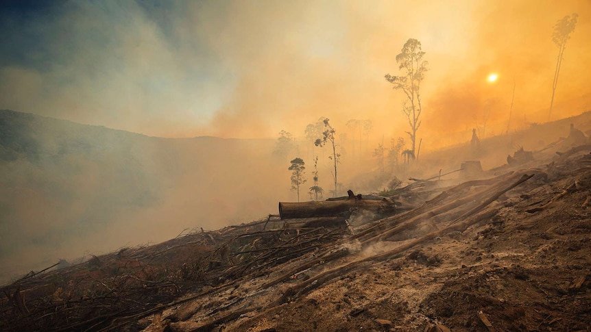 A burnt-out logging coupe, with smoke rising and the sun shining through.