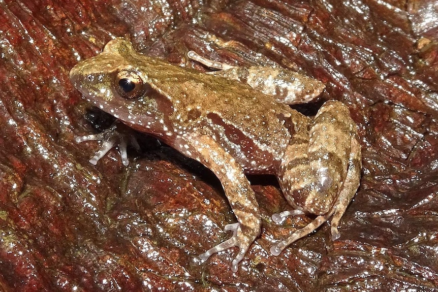 A cute brown frog on damp background