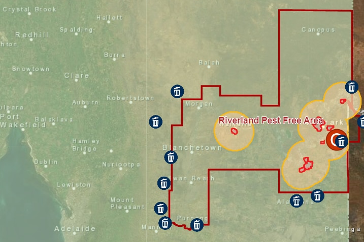 A map shows the pest free area of the Riverland, north east of Adelaide, with yellow circles showing fruit fly outbreaks
