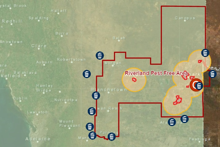 A map of part of South Australia which shows the spread of the almost 40 outbreak areas in the Riverland region.