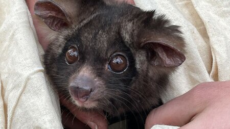 the face of a greater glider marsupial