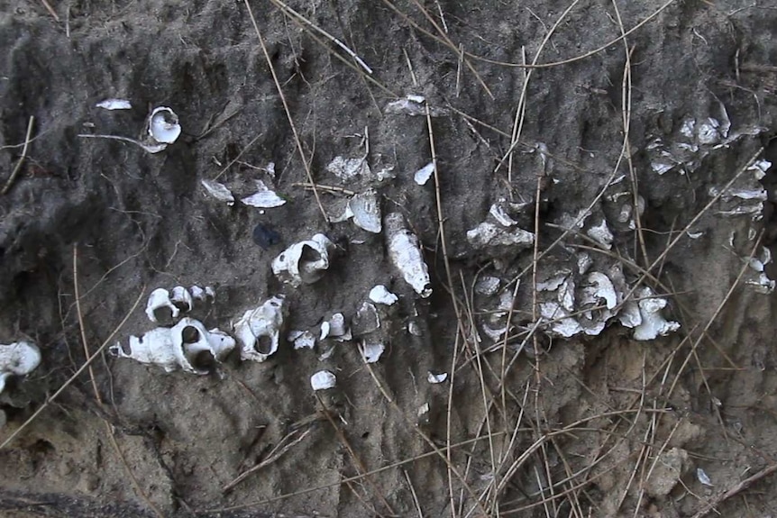 A midden with embedded shells